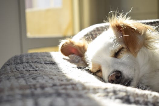Sleep in the World’s Finest Comfort